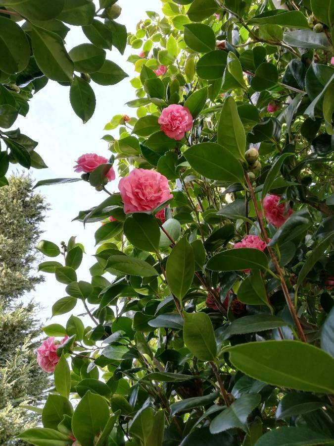 Villa Las Camelias Villanueva De Arosa Eksteriør bilde